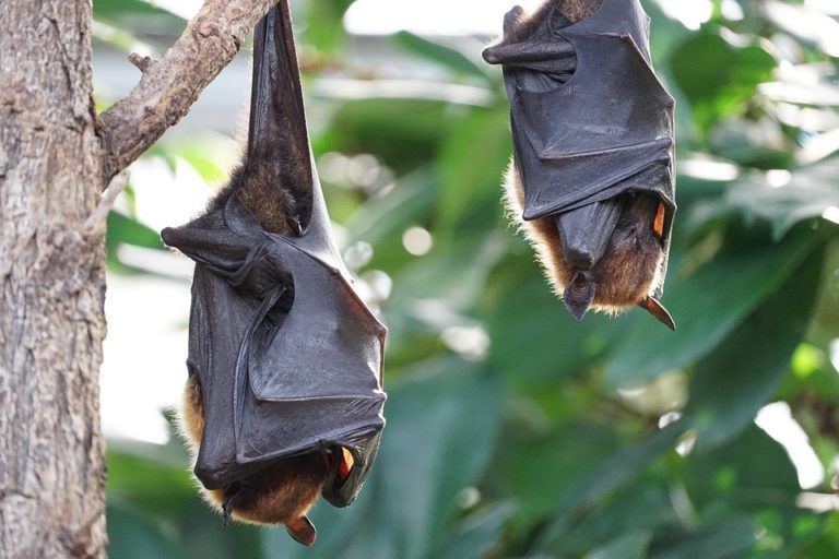 Nipah virus