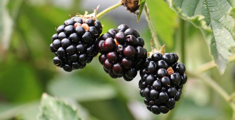 Health Benefits of Blackberries