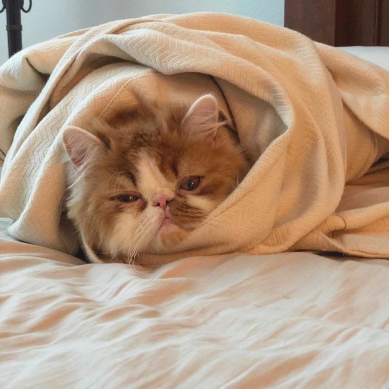 Benefits of having cat as a pet