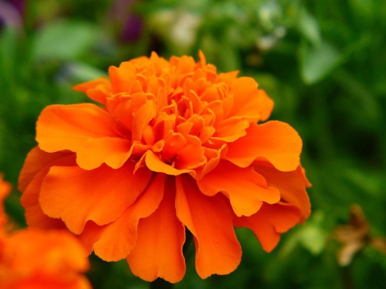 Surprising Benefits of Marigold