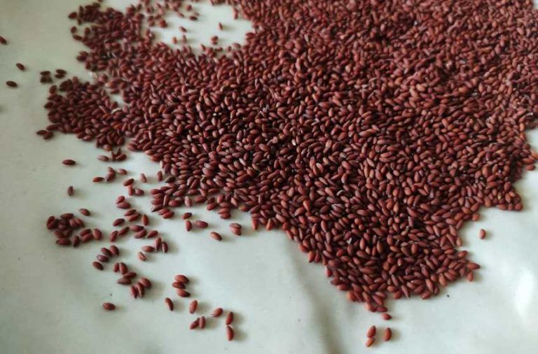 Here is Why We Started Consuming Haleem Seeds